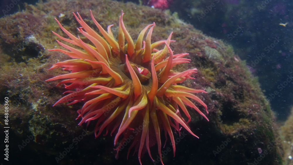 Underwater closeup of anenome