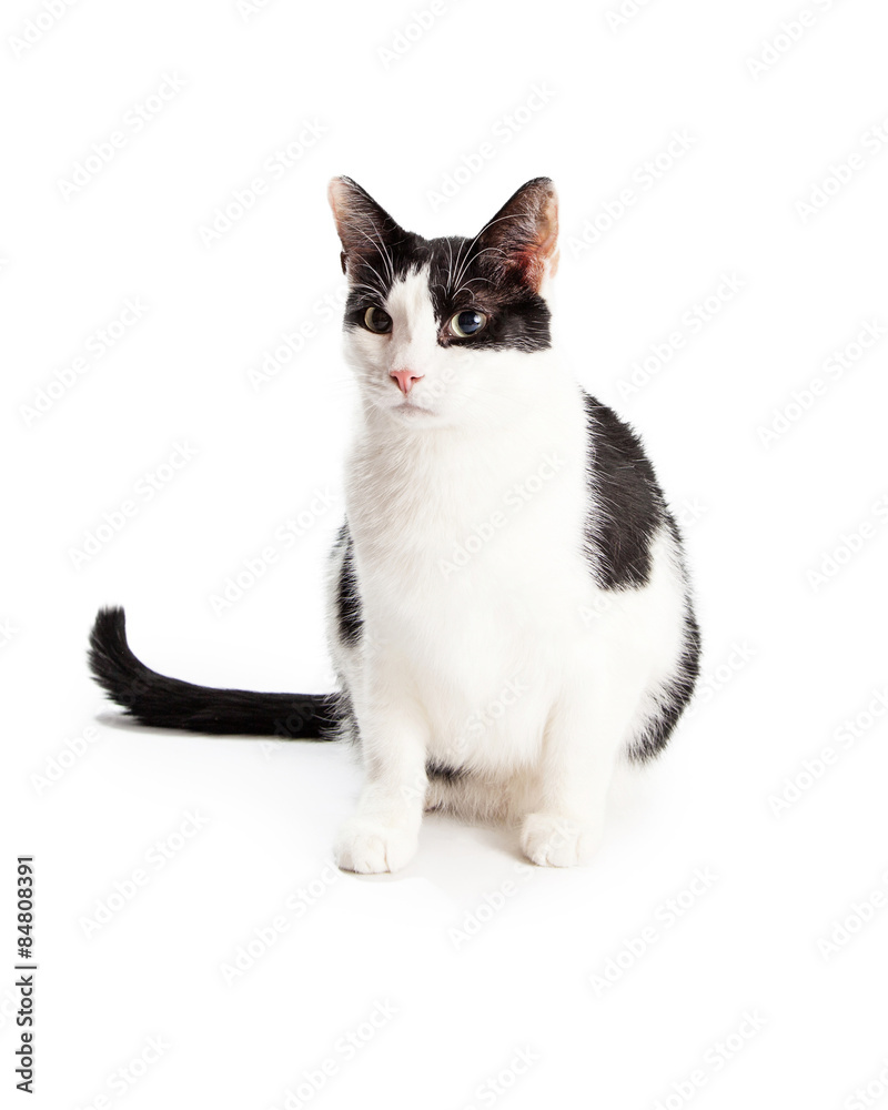 Black and White Domestic Shorthair Cat Sitting