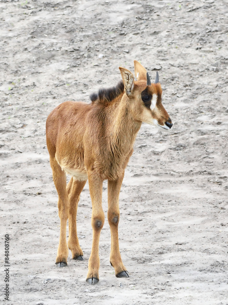 Obraz premium Sable Antelope (Hippotragus niger)