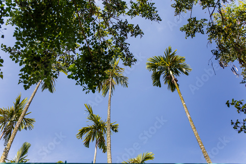 Palm trees in the garden