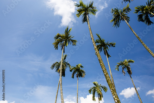 Palm trees in the garden