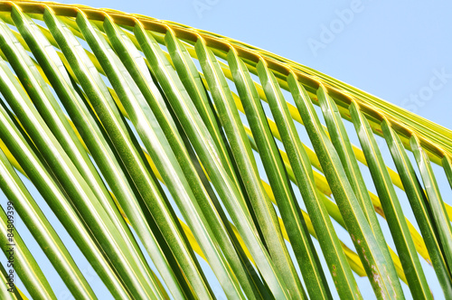 Close up of coconut leaf