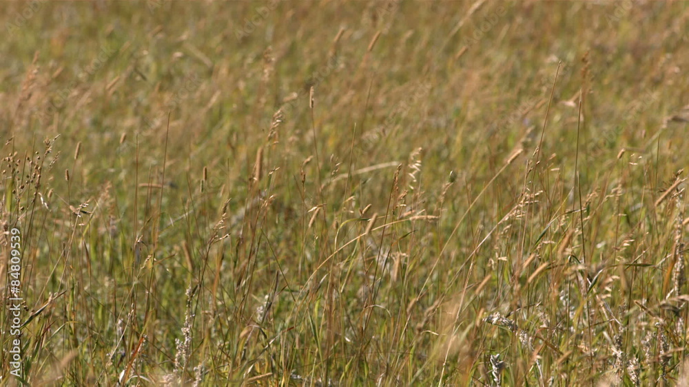 Closeup of grass blowing in wind, slow motion Closeup of grass blowing in wind, slow motion