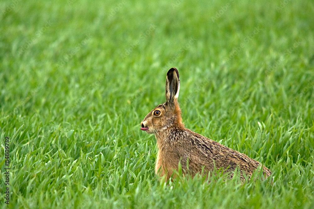 Fototapeta premium Feldhase , Neugireig