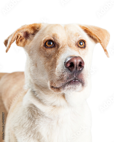 Closeup Photo of Yellow Labrador Retriever Dog