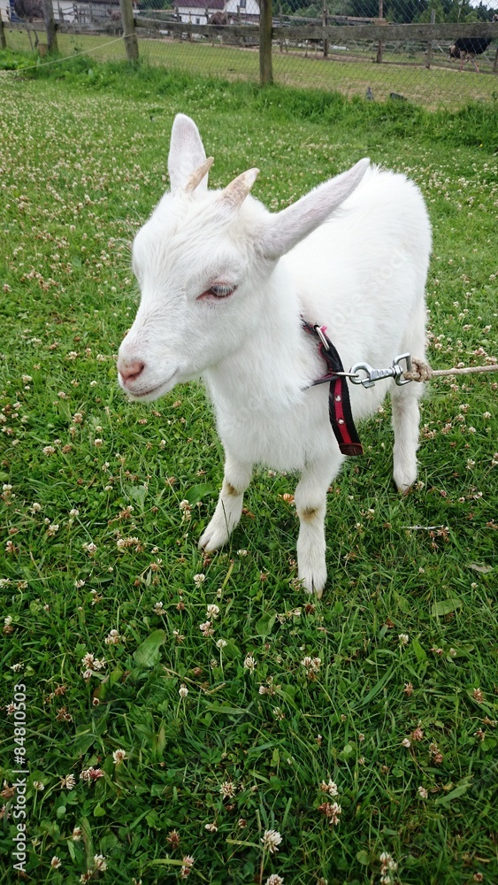 Fototapeta premium White goat on grass