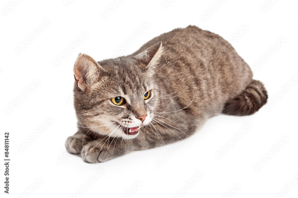 Domestic Shorthair Tabby Cat  With Open Mouth