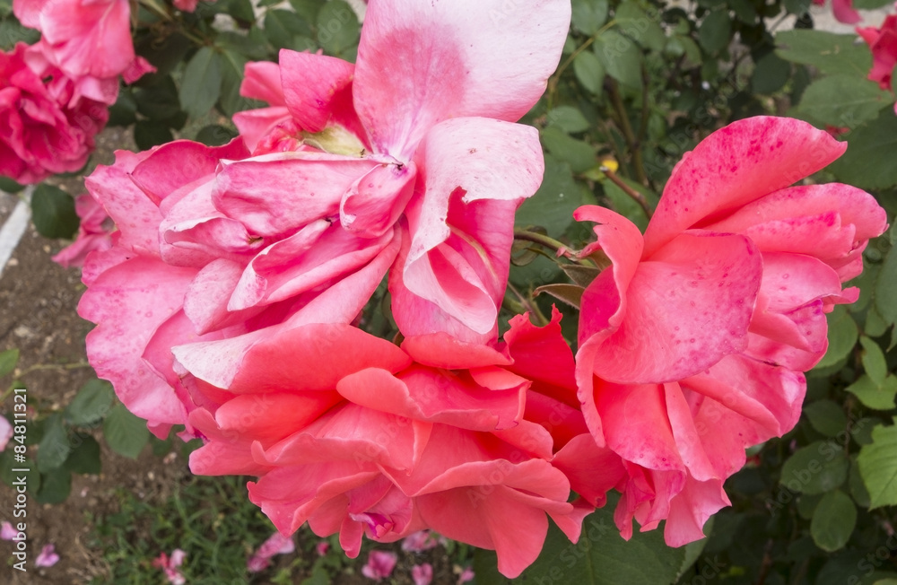 Beautiful flower of rose Beautiful flower of rose