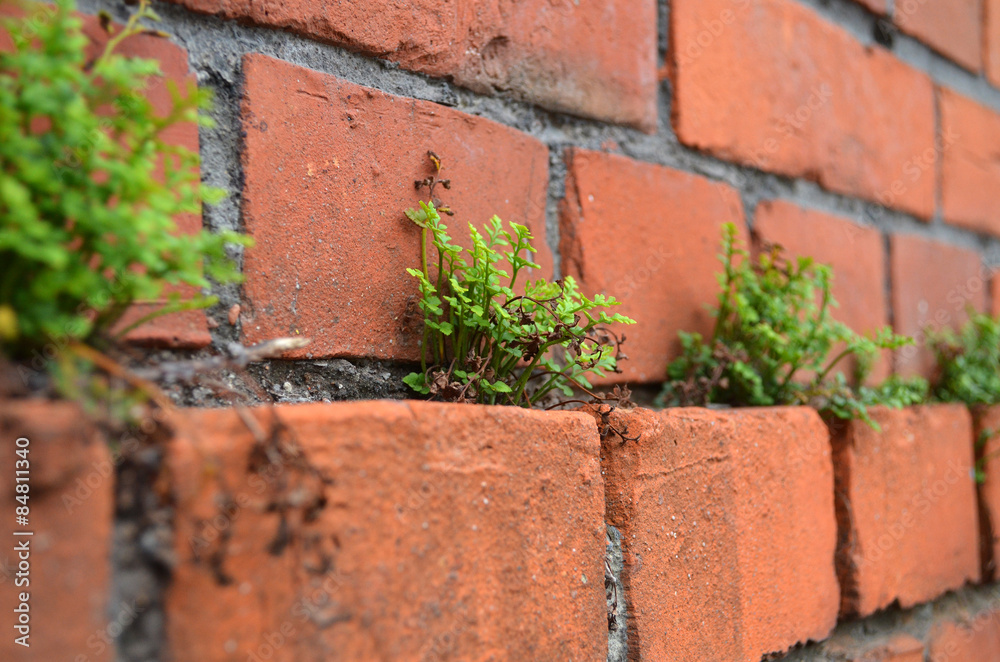  Plant in the brick wall