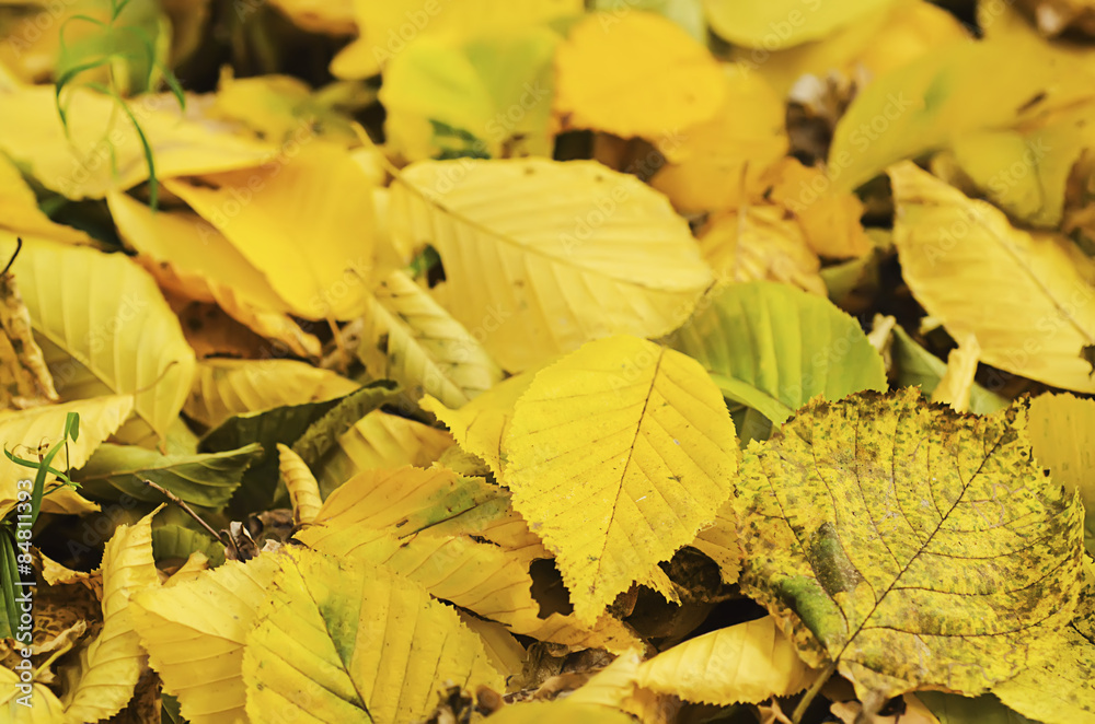 Autumn background Autumn background
