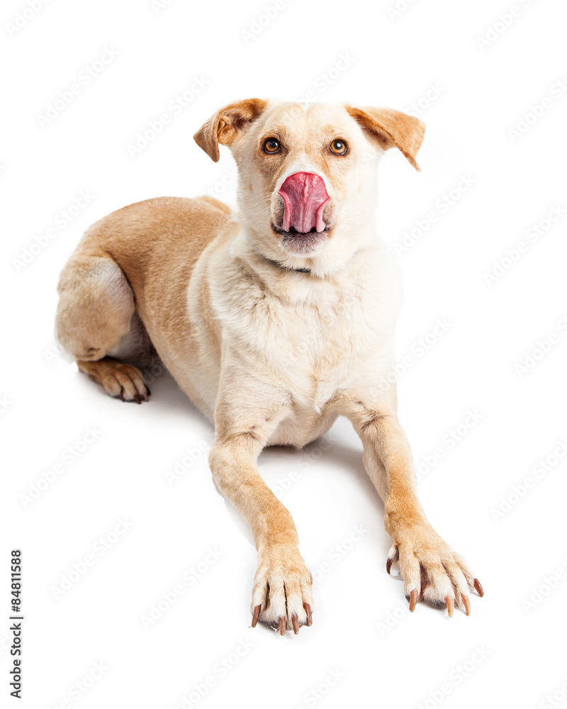 Funny Hungry Yellow Labrador Crossbreed Laying
