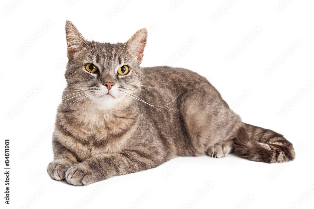 Gorgeous Domestic Shorthair Tabby Cat Laying