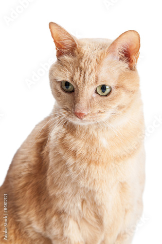 Head Shot of Orange Tabby Cat
