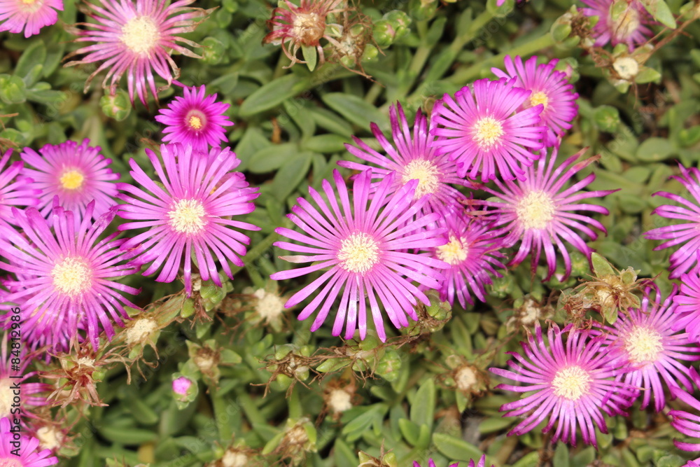 Fototapeta premium Delosperma flowers in Innsbruck, Austria