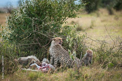 Cheetah with young in the Masai Mara