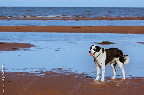 Fototapeta Naklejka Na Ścianę i Meble -  Beach Dog