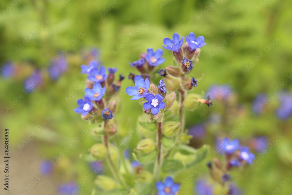 Fototapeta premium Loddon Royalist flowers (Anchusa Azurea) in Innsbruck