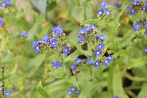 Fototapeta Naklejka Na Ścianę i Meble -  Loddon Royalist flowers (Anchusa Azurea) in Innsbruck