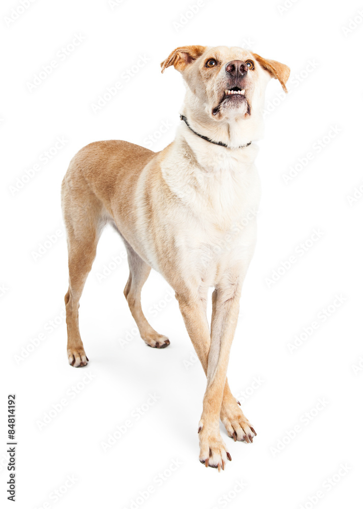 Large Dog Standing Paws Crossed Looking Up