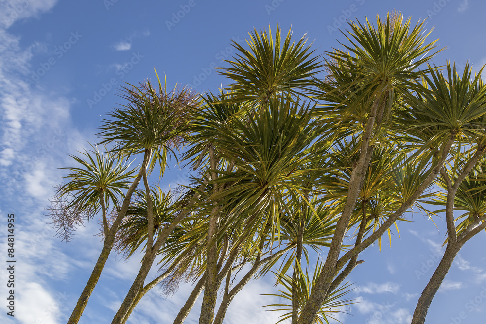 Trees Trees