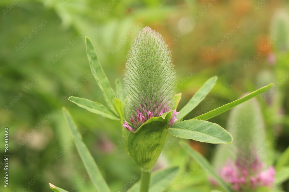 Red Feather flowers (Trifolium Rubens) in Innsbruck Red Feather flowers (Trifolium Rubens) in Innsbruck