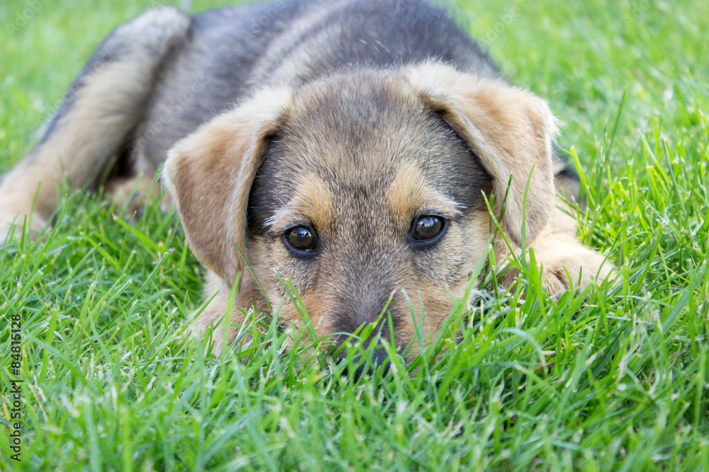 mixed breed dog / puppy lying on the grass mixed breed dog / puppy lying on the grass