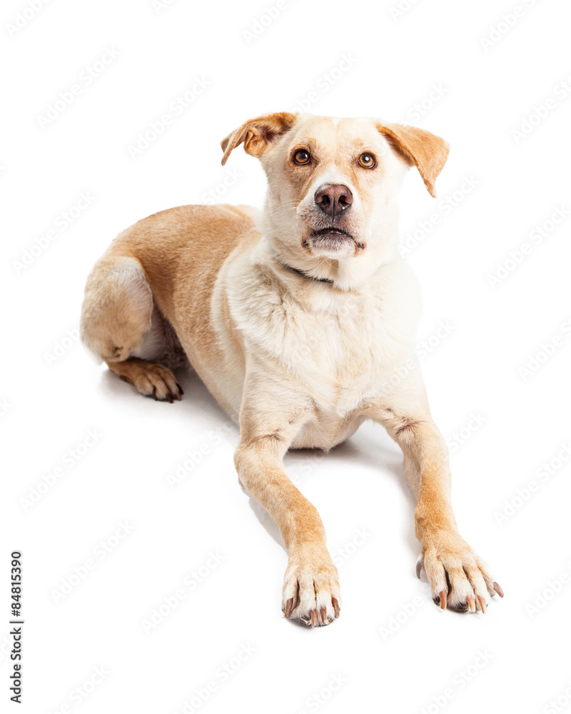 Yellow Retriever Crossbreed Dog Laying Looking Forward
