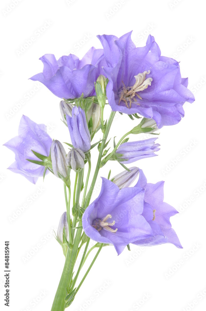 Branch bell flower Branch bell flower