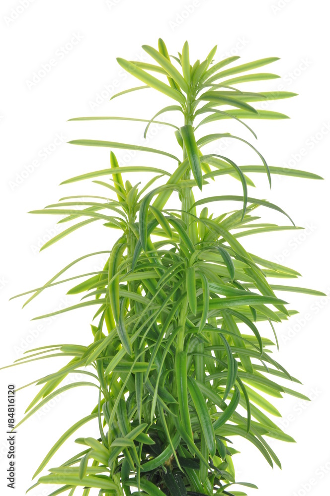 Fototapeta premium Green twig yew isolated on white background