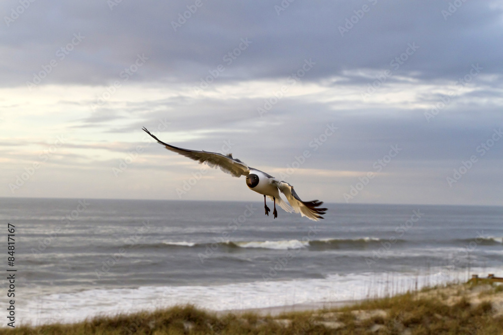 Naklejka premium Seagull Flies At Dusk