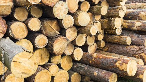 Pile of logs at a forestry plant