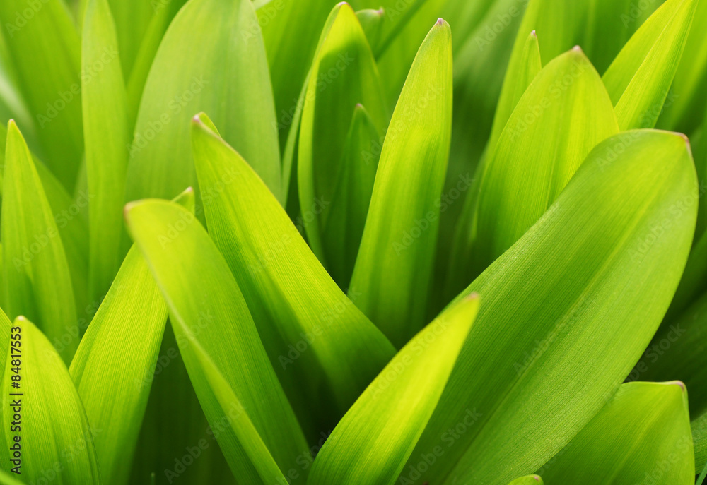 Green plants in the garden. Green plants in the garden.