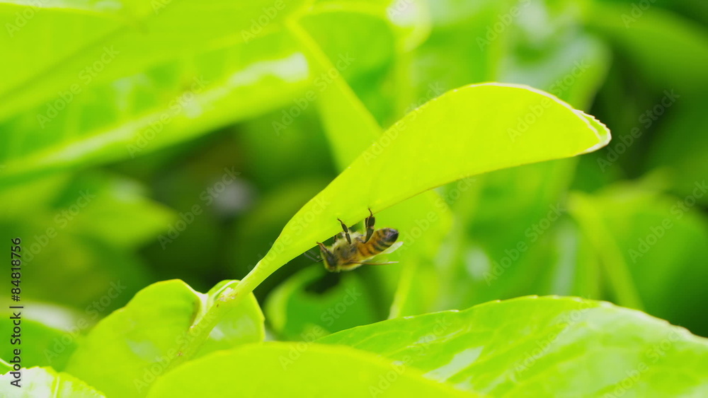 Bee dropping from one leaf to another in slow motion Bee dropping from one leaf to another in slow motion