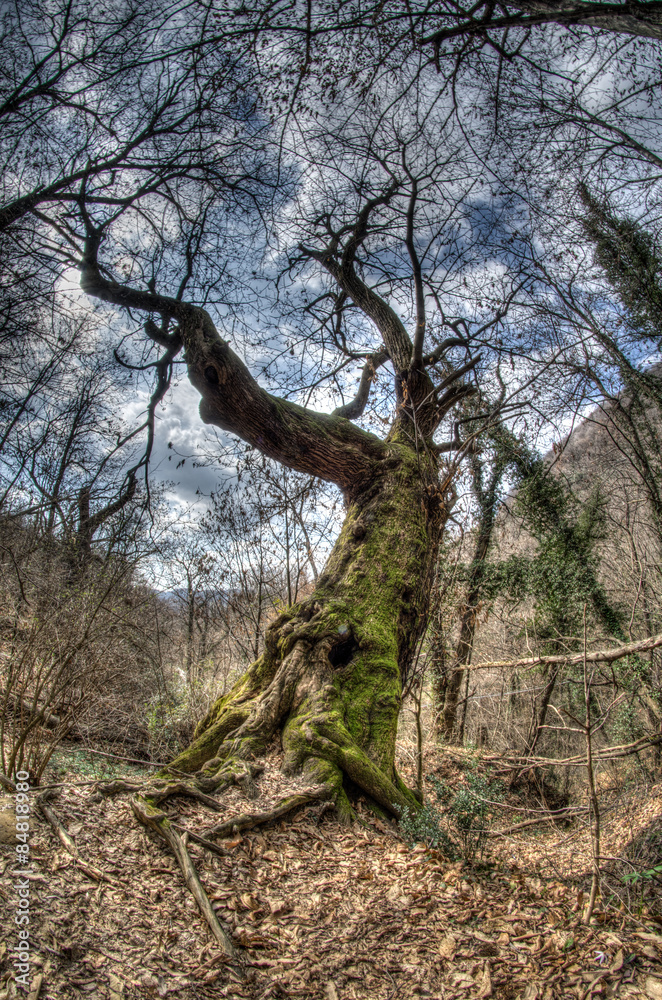 Old tree Old tree