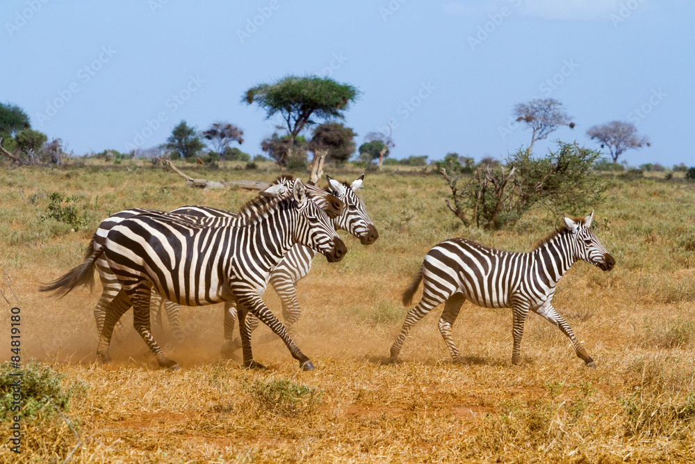 Naklejka premium Zebras in Kenya's Tsavo Reserve