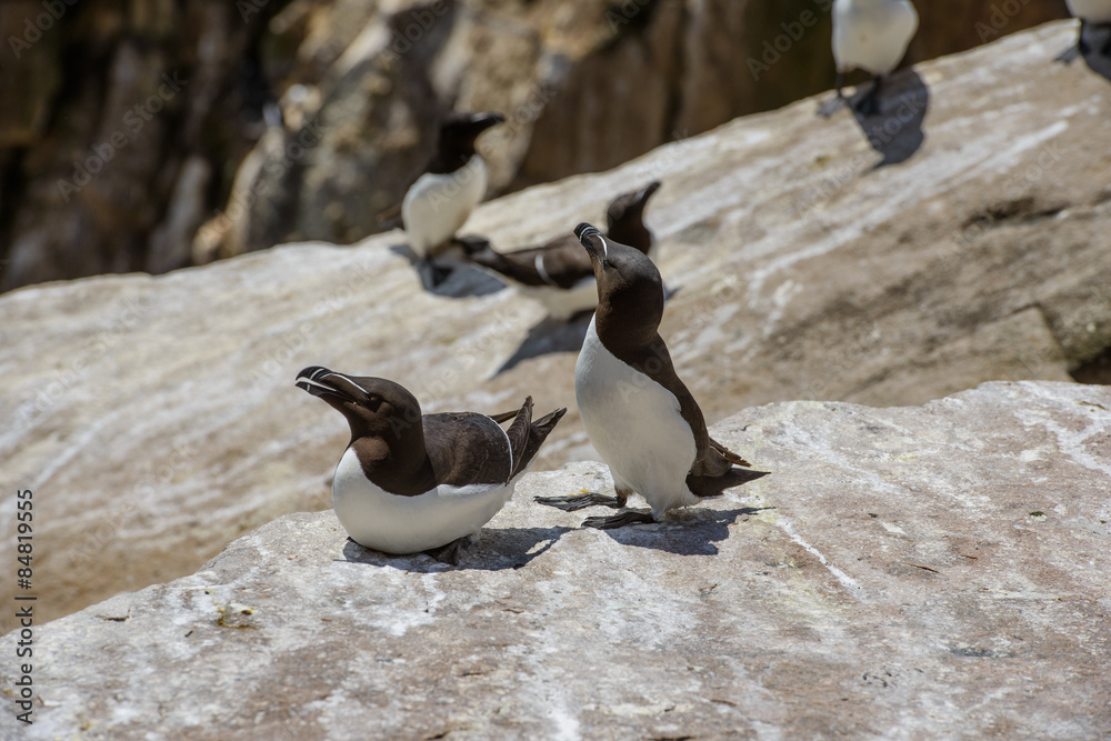 Fototapeta premium Razorbills