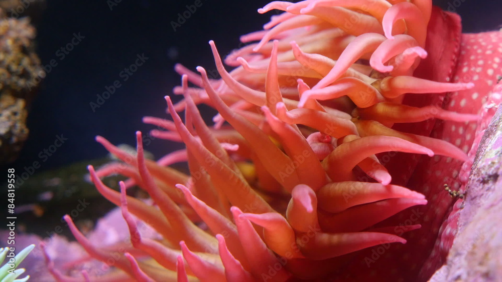 Underwater closeup of anenome Underwater closeup of anenome