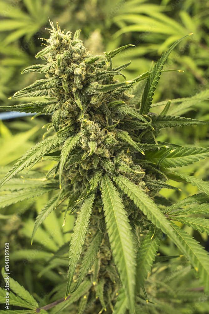 Marijuana Bud with Leaves Sticking Out on Indoor Plant Marijuana Bud with Leaves Sticking Out on Indoor Plant