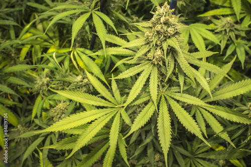 Close Up Marijuana Bud and Leaves on Indoor Plant