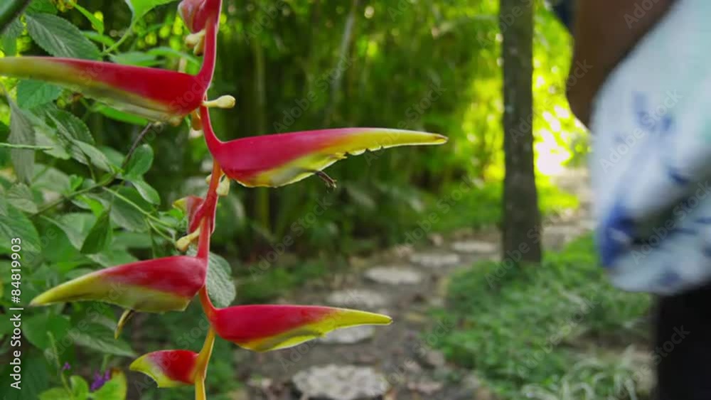 Couple walking down path in tropical jungle, Costa Rica Couple walking down path in tropical jungle, Costa Rica