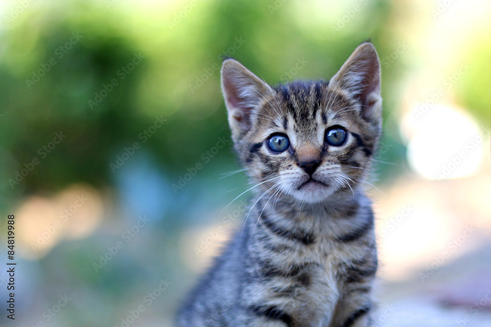 Baby tabby kitten. Selective focus. Baby tabby kitten. Selective focus.