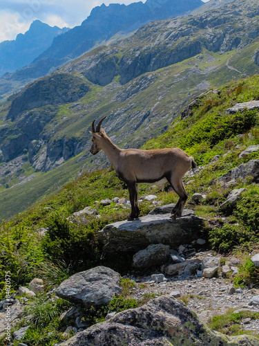Ibex on a rocky mountainside looking down at the Chamonix valley