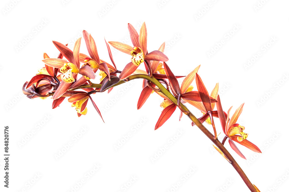Beautiful Flower Orchid close up isolated on white background Beautiful Flower Orchid close up isolated on white background