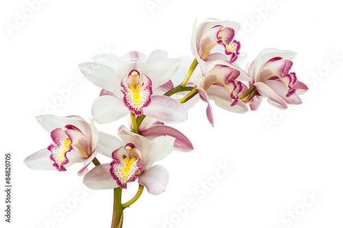 Fototapeta Naklejka Na Ścianę i Meble -  Beautiful Flower Orchid close up isolated on white background
