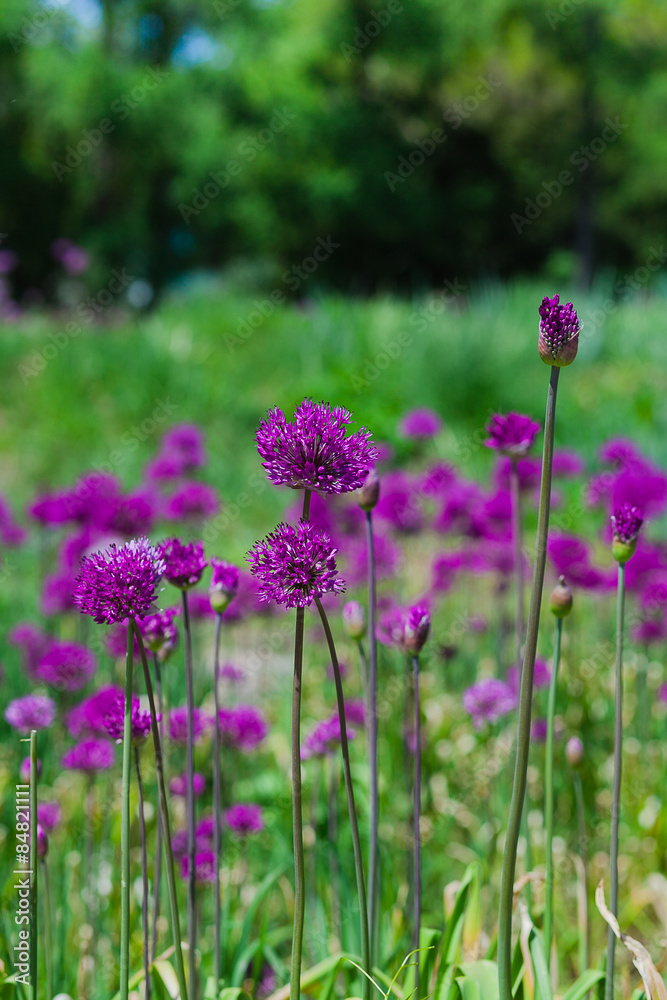 abstract violet flowers on field abstract violet flowers on field