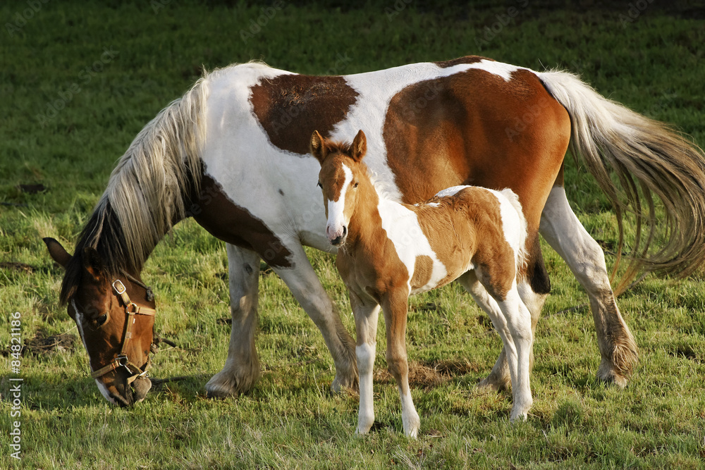  foal and mare horses white and brown in the field