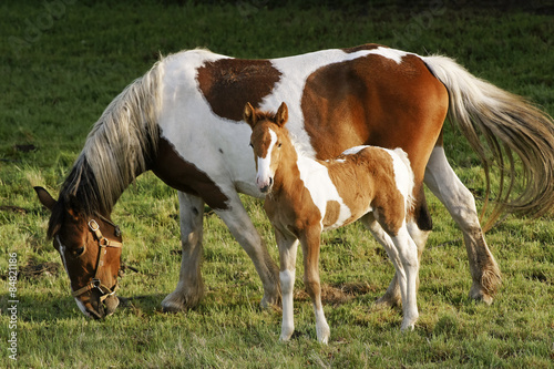  foal and mare horses white and brown in the field © GDM photo and video