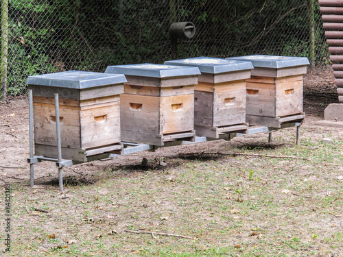 A line of beehives in an apiary