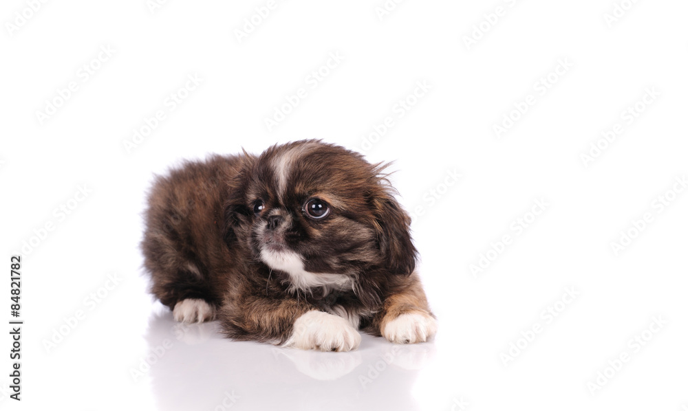 funny dog
