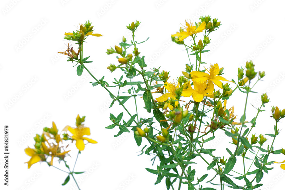 Flower of Hypericum isolated on white StockFoto Adobe Stock